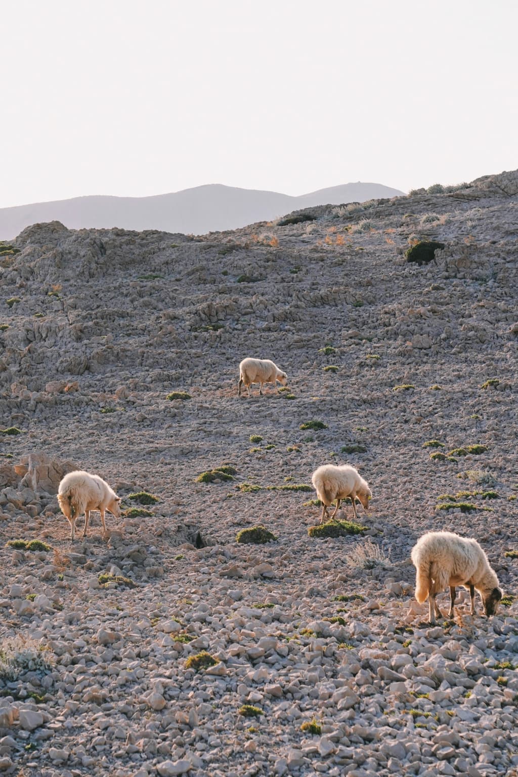 Sheep grazing across Pag’s pale limestone terrain